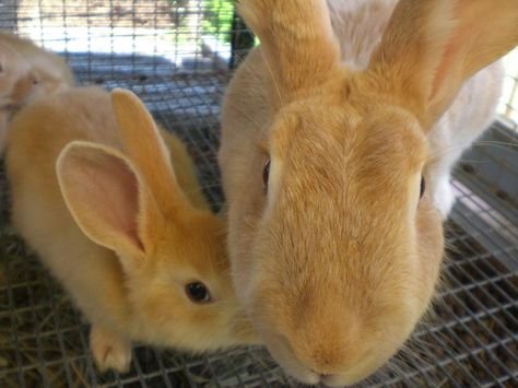Rabbit Consultation