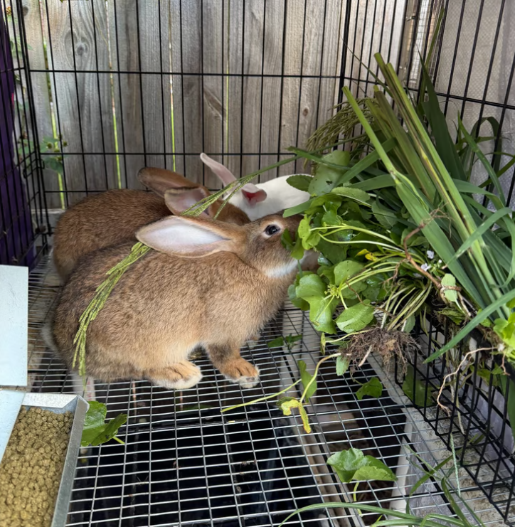 Legacy Rabbitry USA